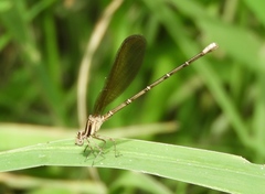 Argia rhoadsi