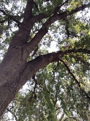 Quercus lobata