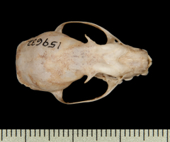 Lucas's Short-Nosed Fruit Bat photo 3
