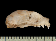 Lucas's Short-Nosed Fruit Bat photo 4