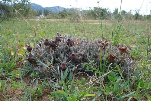 Orbea umbracula (M.D.Hend.) L.C.Leach 2