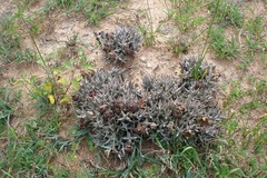 Ceropegia umbracula image