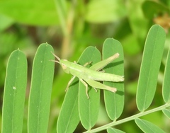 Dichromorpha prominula