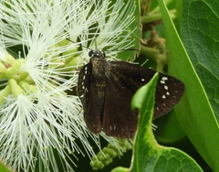 Pholisora