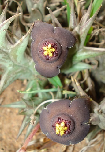 Ceropegia umbracula image