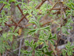 Pelargonium trifidum