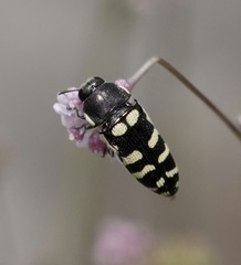 Acmaeodera alicia