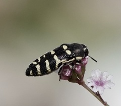 Acmaeodera alicia