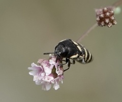 Acmaeodera alicia