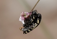 Acmaeodera alicia