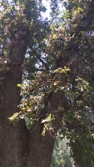 Quercus lobata