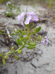 Cakile maritima baltica