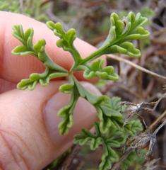 Pelargonium trifidum