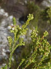 Erica subdivaricata