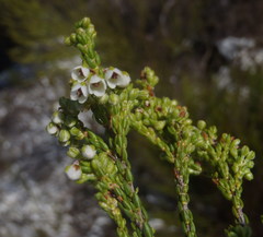 Erica subdivaricata