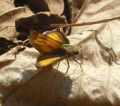 Polites vibex praeceps