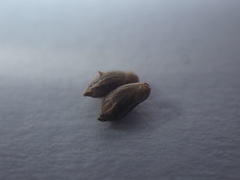 Setaria magna