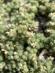 Cusickiella quadricostata
