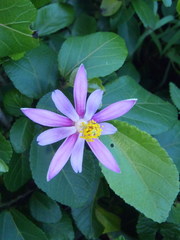 Grewia occidentalis occidentalis
