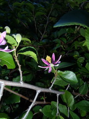 Grewia occidentalis occidentalis
