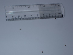 Setaria magna