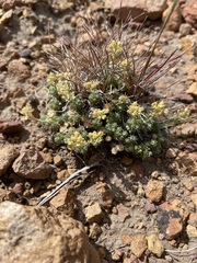 Cusickiella quadricostata