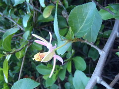 Grewia occidentalis occidentalis