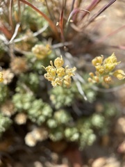 Cusickiella quadricostata
