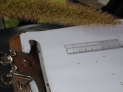 Setaria magna