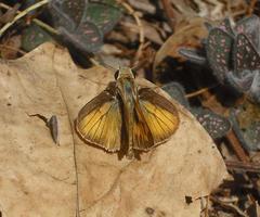 Polites vibex praeceps