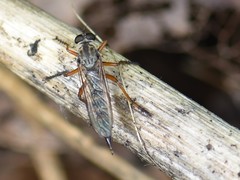 Neomochtherus pallipes