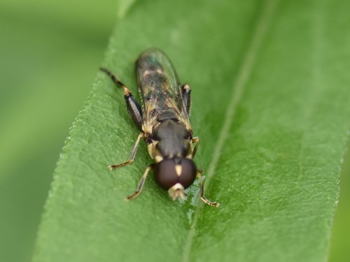 Thick-legged Hover Fly, Groesbeek, Nederland, photo 8 of 10