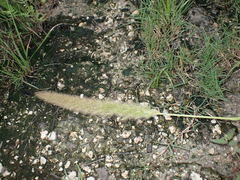 Setaria magna
