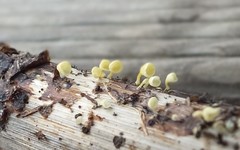 Calyptella campanula