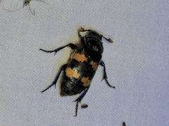 Nicrophorus interruptus
