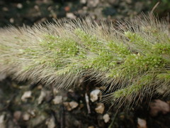 Setaria magna
