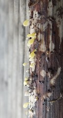 Calyptella campanula