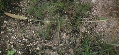 Setaria magna