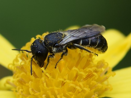 Large-headed Armoured-Resin bee, Groesbeek, Nederland, photo 2 of 10