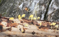 Calyptella campanula