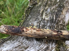 Calyptella campanula