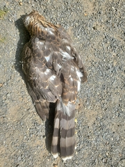 Accipiter cooperii