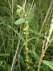 Chamaecrista nictitans aspera