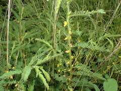 Chamaecrista nictitans aspera