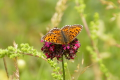 Melitaea arduinna