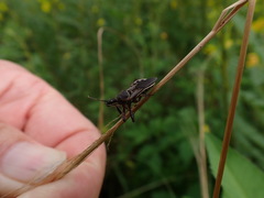 Apiomerus floridensis