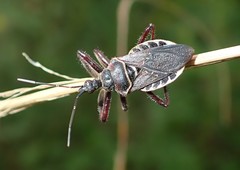 Apiomerus floridensis