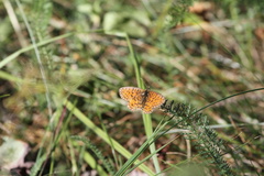 Boloria selene