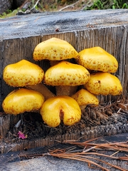 Pholiota adiposa