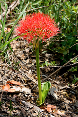 Scadoxus multiflorus multiflorus